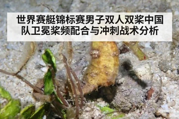 世界赛艇锦标赛男子双人双桨中国队卫冕桨频配合与冲刺战术分析